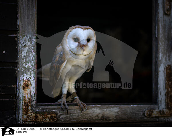 Schleiereule / barn owl / SIB-02099