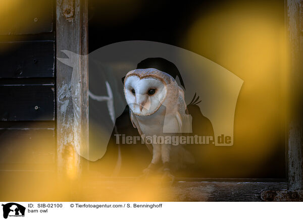 Schleiereule / barn owl / SIB-02100