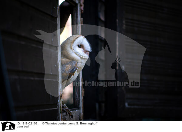 Schleiereule / barn owl / SIB-02102