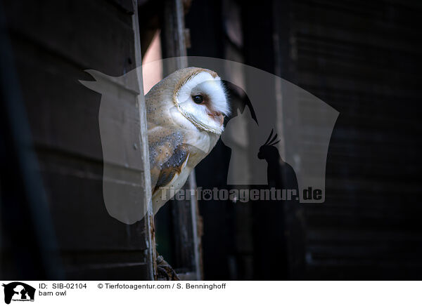 Schleiereule / barn owl / SIB-02104