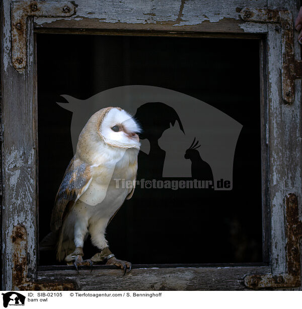 Schleiereule / barn owl / SIB-02105