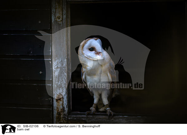 Schleiereule / barn owl / SIB-02106