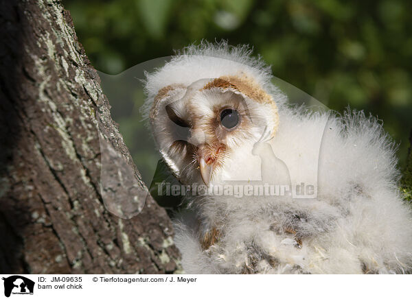 Schleiereule Kken / barn owl chick / JM-09635