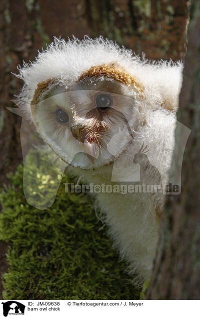 Schleiereule Kken / barn owl chick / JM-09638