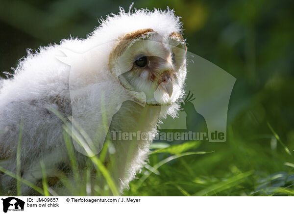 Schleiereule Kken / barn owl chick / JM-09657