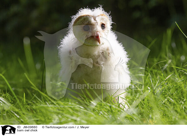 Schleiereule Kken / barn owl chick / JM-09660