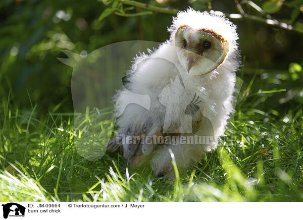 barn owl chick / JM-09664