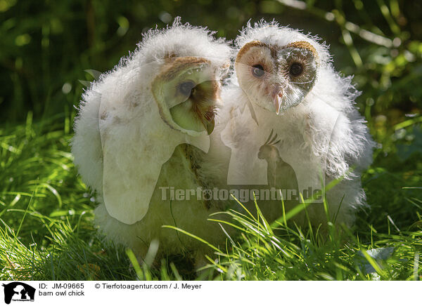 barn owl chick / JM-09665
