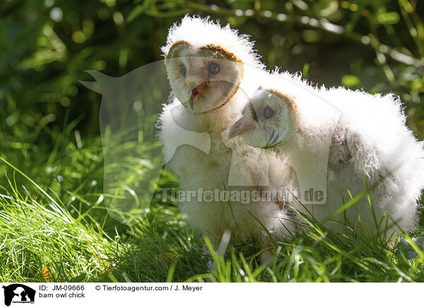 Schleiereule Kken / barn owl chick / JM-09666