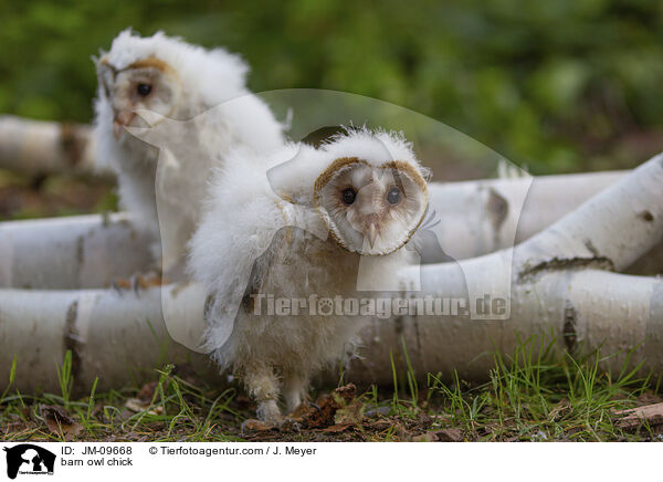 barn owl chick / JM-09668