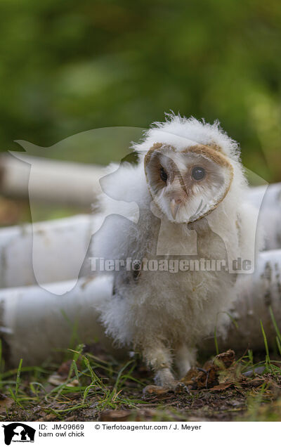 barn owl chick / JM-09669