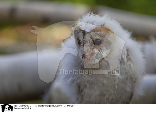 barn owl chick / JM-09670