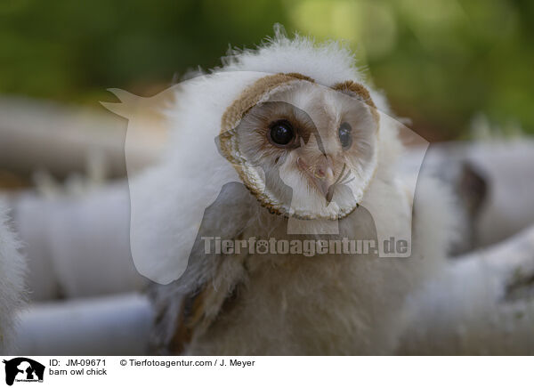 Schleiereule Kken / barn owl chick / JM-09671