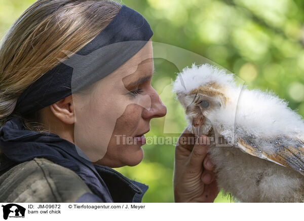 Schleiereule Kken / barn owl chick / JM-09672