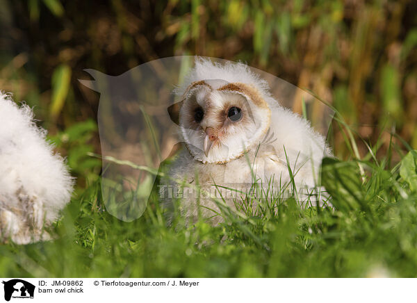 barn owl chick / JM-09862