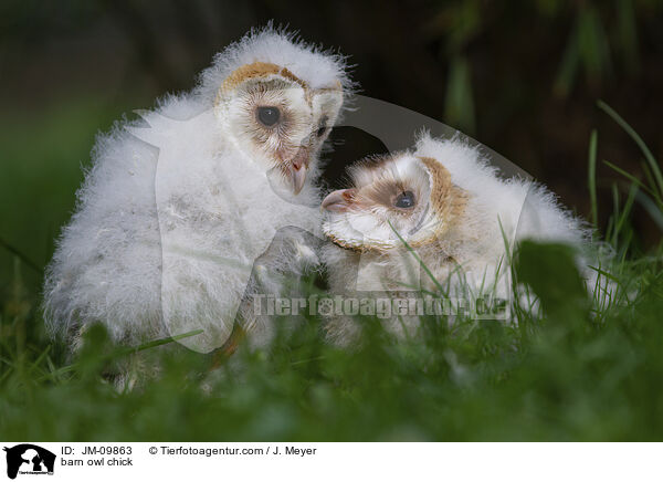 barn owl chick / JM-09863