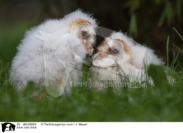 barn owl chick / JM-09864