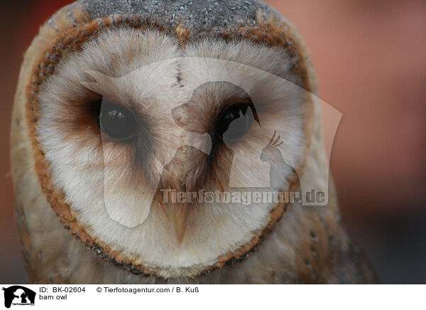 barn owl / BK-02604