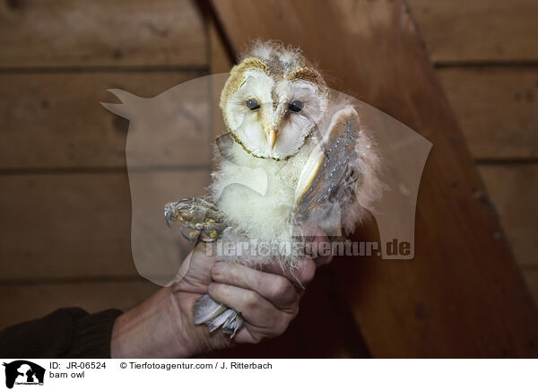 barn owl / JR-06524