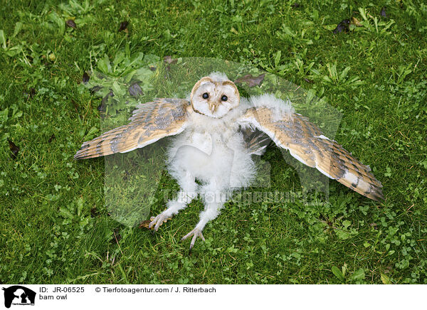 Schleiereule / barn owl / JR-06525