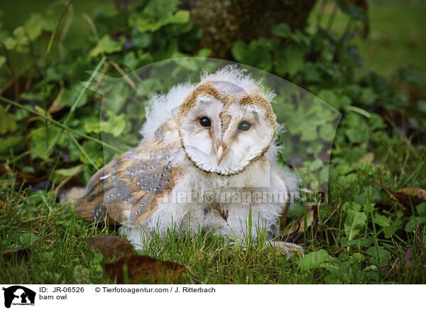 barn owl / JR-06526