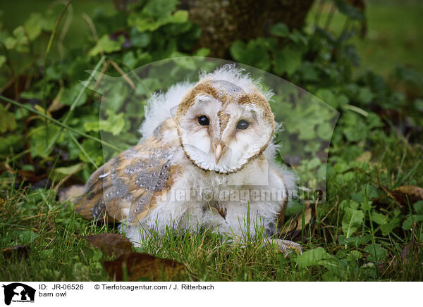 Schleiereule / barn owl / JR-06526