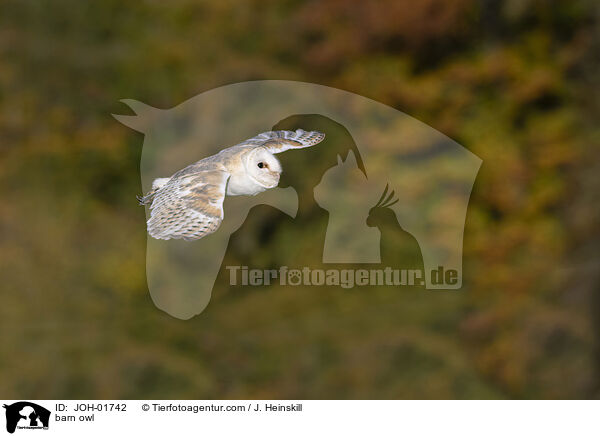 barn owl / JOH-01742
