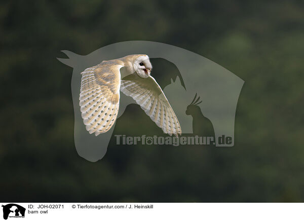 Schleiereule / barn owl / JOH-02071