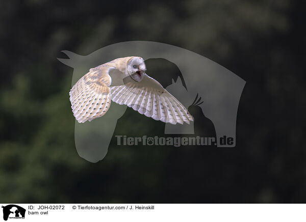 barn owl / JOH-02072