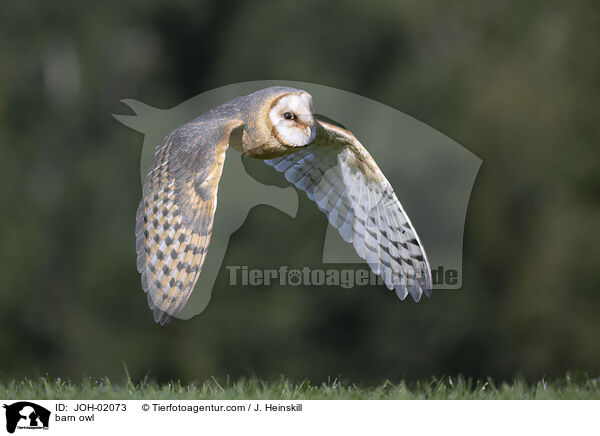 barn owl / JOH-02073