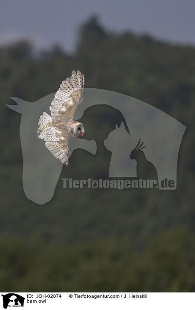 Schleiereule / barn owl / JOH-02074