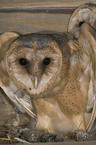 barn owl