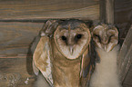 barn owls