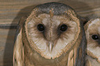 barn owl