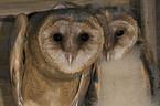 barn owls