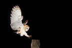 barn owl