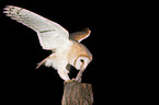 barn owl