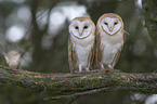 barn owls