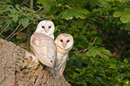 barn owls