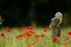 barn owl