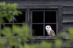barn owl