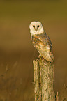 barn owl