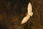 barn owl