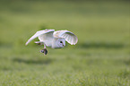 barn owl