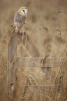 barn owl