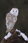 barn owl