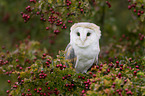 barn owl