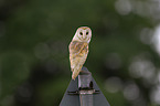 barn owl