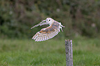 barn owl