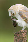 barn owl